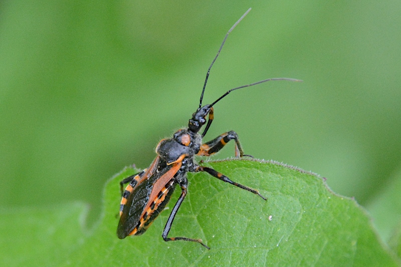 Rhynocoris iracundus ?